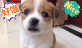 狗狗吃饭视频,捕捉萌宠用餐瞬间